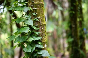 Choosing the right attachment for vegetation type