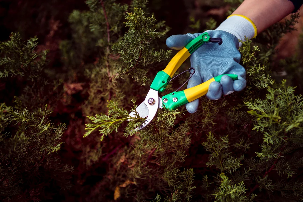 Essential preparation for forestry mulching