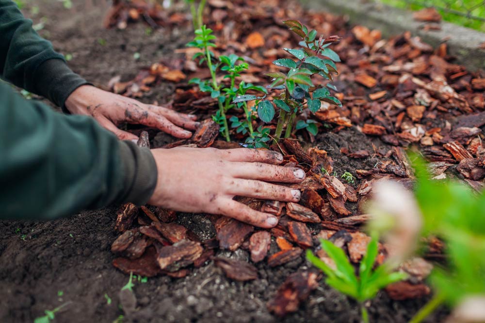 mulching