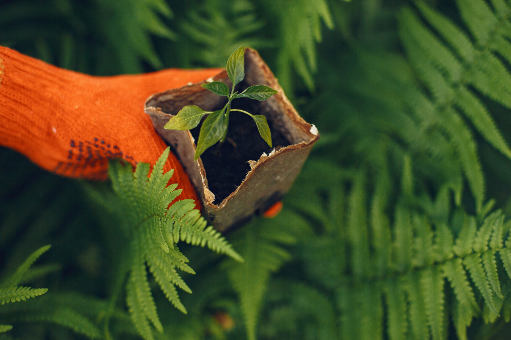 vegetation management in security